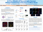 In Vivo Model of Neurotropic Human Metapneumovirus Infection in Mice Brain
