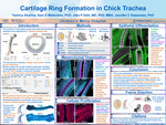 Cartilage Ring Formation in Chick Trachea