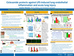 Ciclesonide protects against LPS-induced lung endothelial inflammation and acute lung injury
