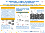 Key regulators of syncytiotrophoblast cell lineage development in human placentation